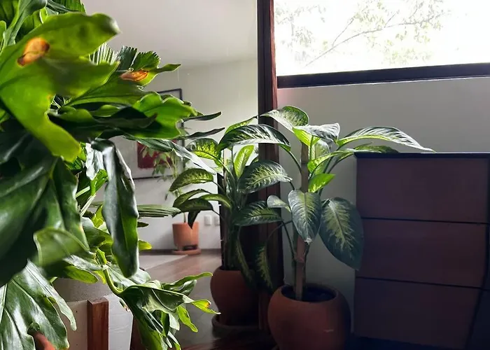 Art & Design Cdmx Apartamento *